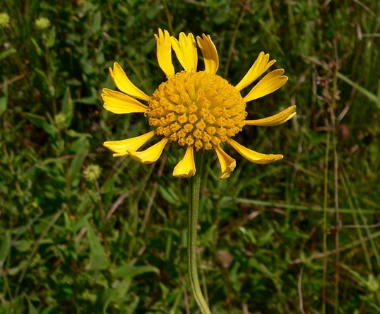 {Balduina uniflora}